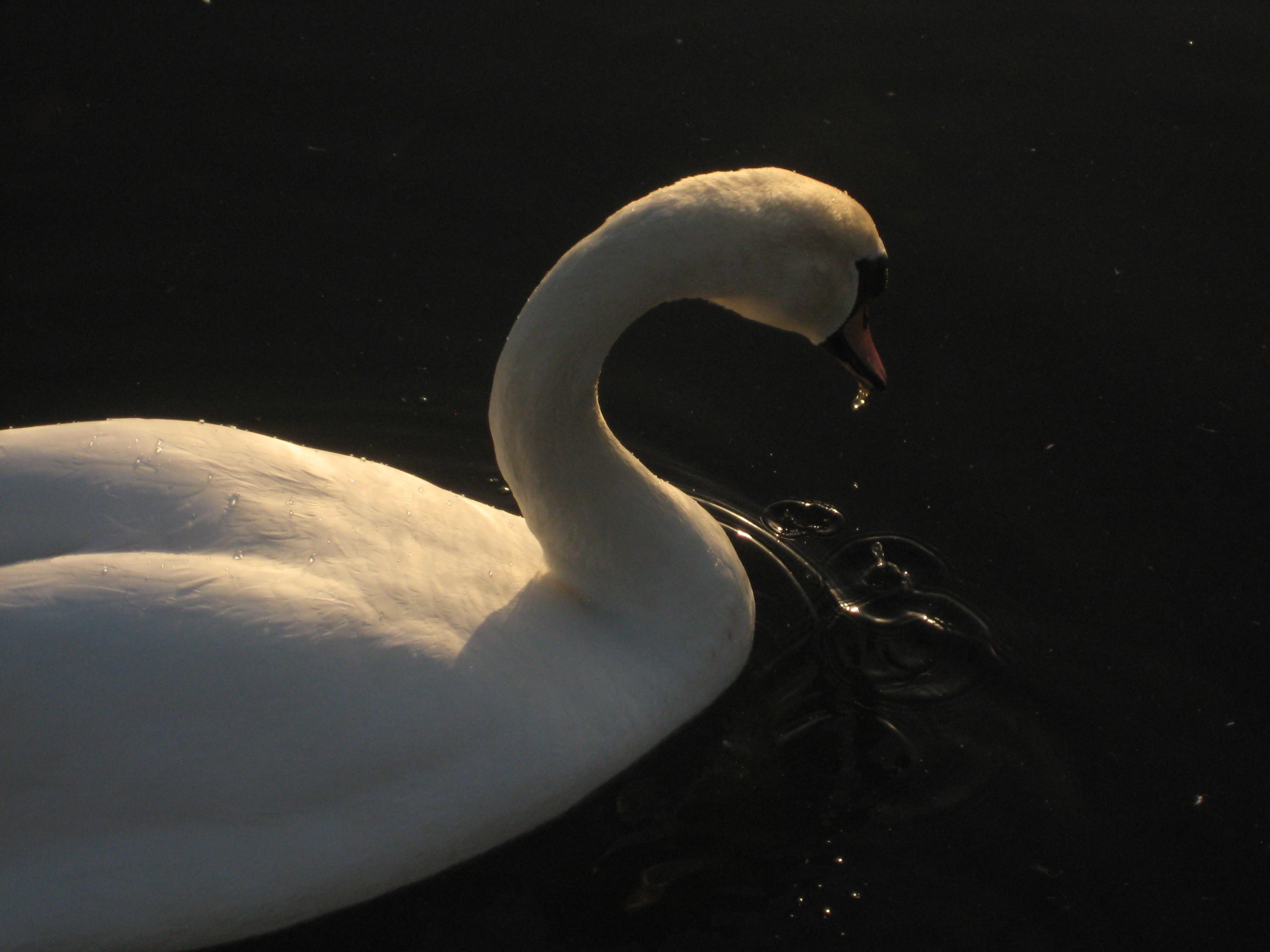 High-contrast image of a swan swimming in a black lake, lit up by the sun.