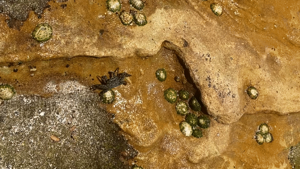 Gif of a green crab crawling across sandstone rocks on Gadigal land, Eora nation. Lots of barnacles and sunshine.